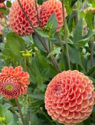 Dahlia Cornel Bronze