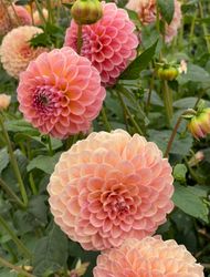 Dahlia Lindas Baby