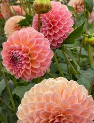 Dahlia Lindas Baby