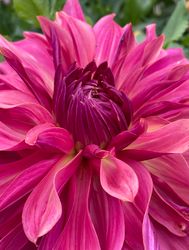 Dahlia Penhill Dark Monarch