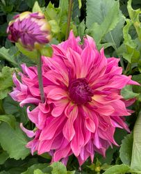 Dahlia Penhill Dark Monarch