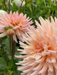 Dahlia Henriette