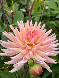 Dahlia Henriette