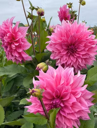 Dahlia Café au Lait Rosé