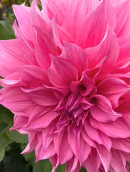 Dahlia Café au Lait Rosé