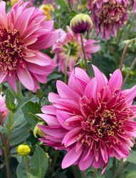 Dahlia Mambo