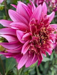 Dahlia Mambo