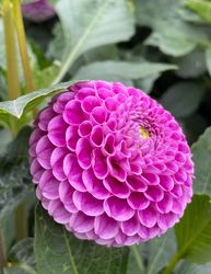 Dahlia Franz Kafka