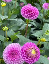 Dahlia Franz Kafka