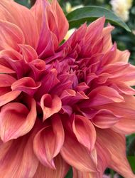 Dahlia Belle of Barmera