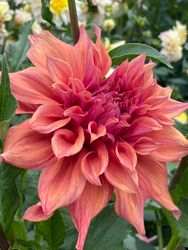 Dahlia Belle of Barmera