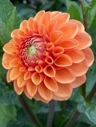 Dahlia Sylvia