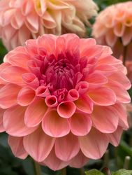 Dahlia Sebastian
