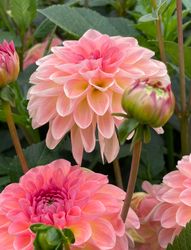 Dahlia Sebastian