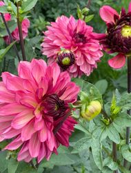 Dahlia Bacardi
