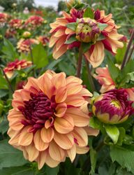 Dahlia Creme de Cognac