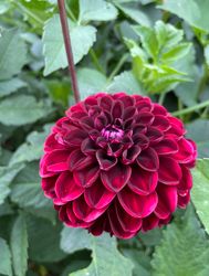 Dahlia Dark Spirit