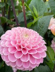 Dahlia Wizard of Oz
