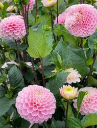 Dahlia Wizard of Oz