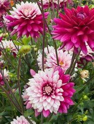 Dahlia Rebecca´s World