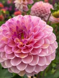 Dahlia Wine Eyed Jill