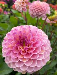 Dahlia Wine Eyed Jill