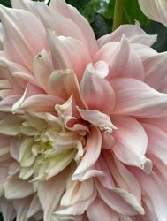 Dahlia Break Out