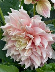 Dahlia Break Out