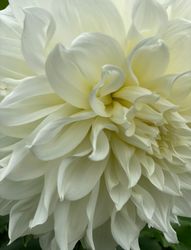 Dahlia Fleurel