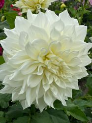 Dahlia Fleurel