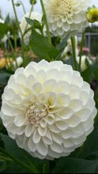Dahlia Boom Boom White