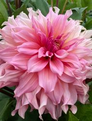 Dahlia Islander