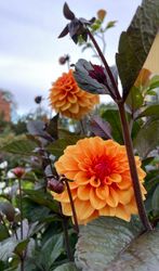 Dahlia David Howard
