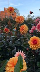 Dahlia David Howard