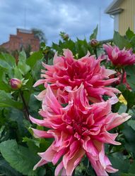 Dahlia Labyrinth