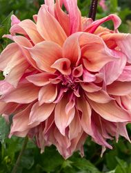 Dahlia Labyrinth