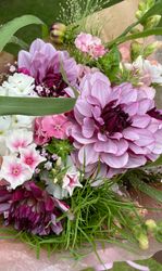Dahlia Creme de Cassis
