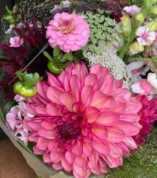 Dahlia Bacardi