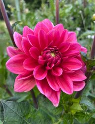 Dahlia Daisy Duke