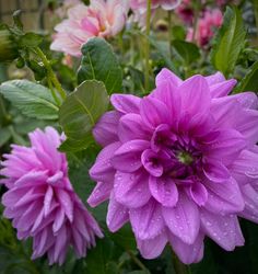 Dahlia Blue Boy