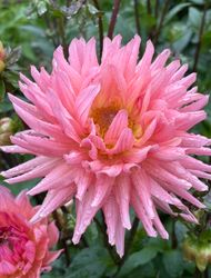 Dahlia Preference