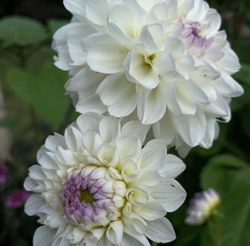 Dahlia Eveline