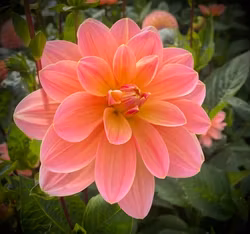 Dahlia Mister Frans
