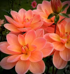 Dahlia Mister Frans