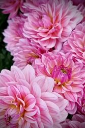 Dahlia Pink Magic