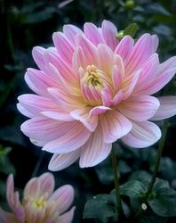 Dahlia Pink Magic