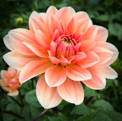 Dahlia Yvonne