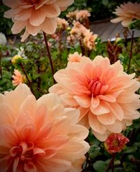 Dahlia Yvonne
