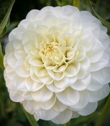 Dahlia Kona