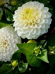 Dahlia Kona